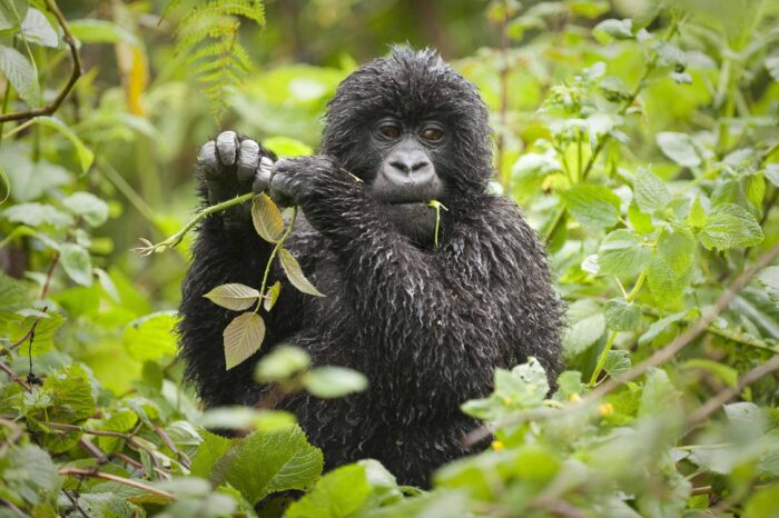 7 Days Epic Rwanda Safari Adventure