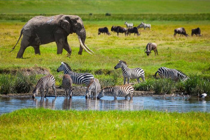 9 Days Wildlife Safari