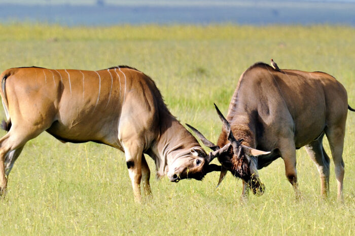 4 Days Lake Elementaita, Nakuru and Maasai Mara Safari