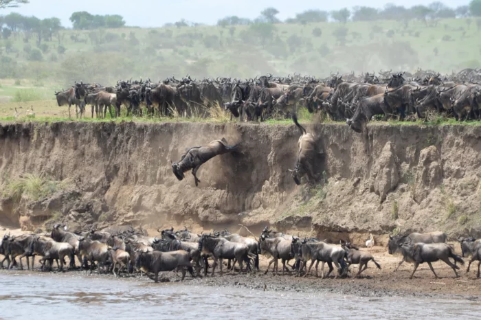 14 DAYS RIVER CROSSING WILDEBEEST MIGRATION SAFARI & ZANZIBAR VACATION